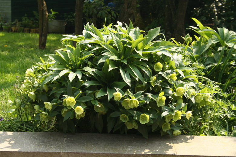 hellebore