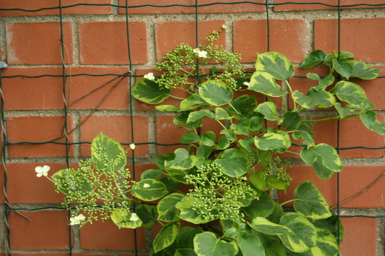 hortensia petiolaris