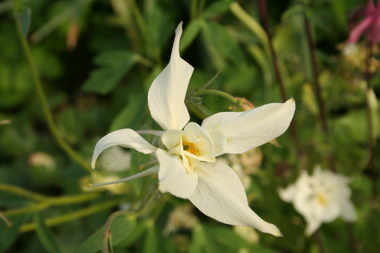 ancolie blanche