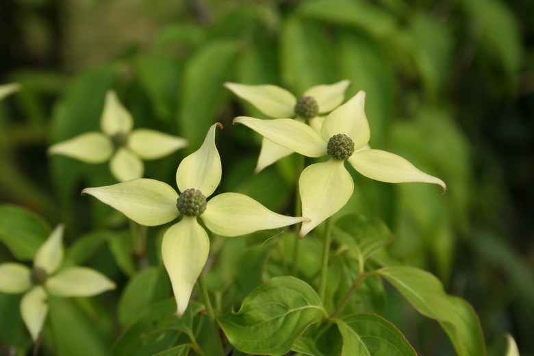 cornus kousa