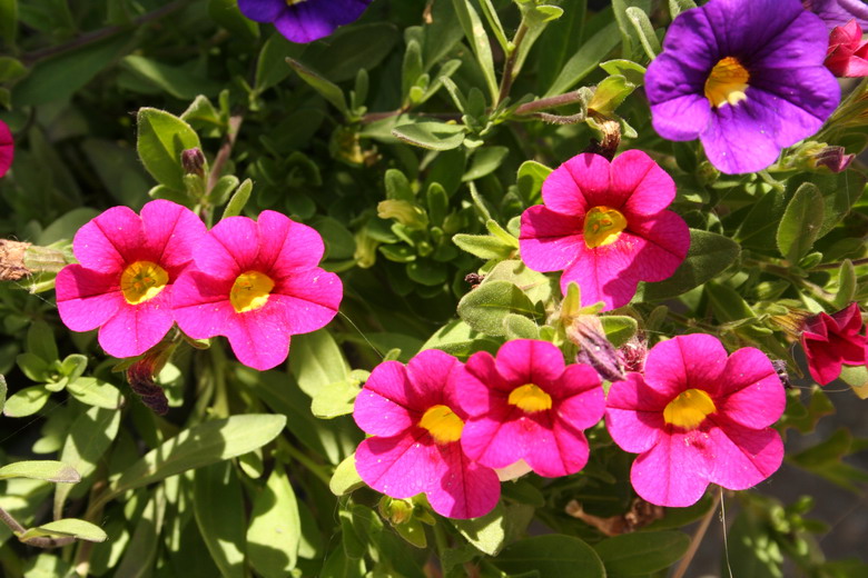 petunias