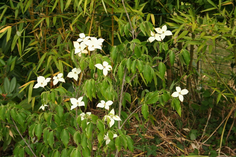 cornus kousa