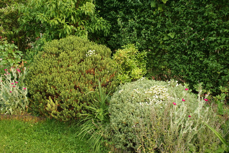 Du Forsythia aux Azalées