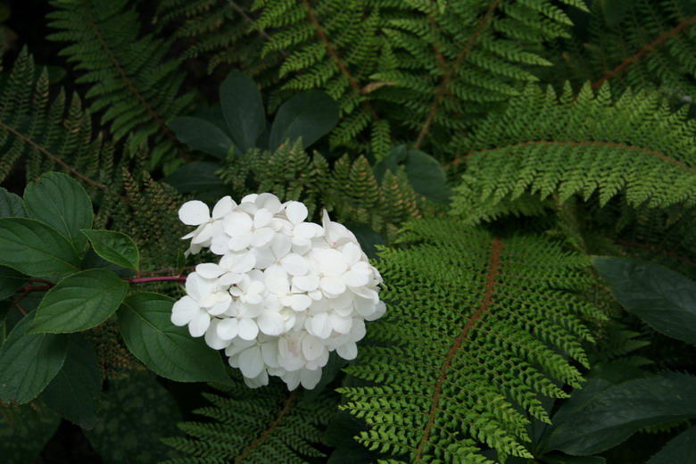 hortensia vanille-fraise