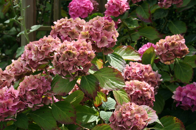 hortensia