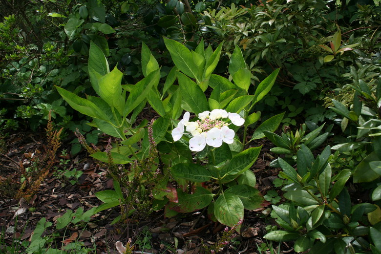 hortensia