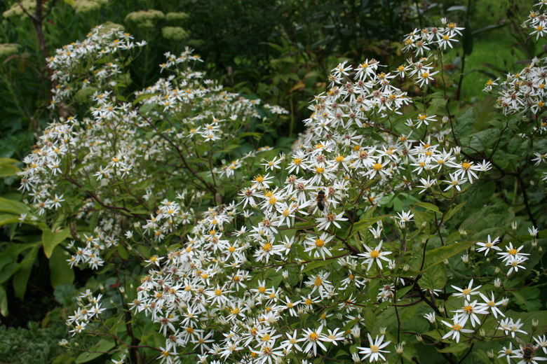 aster divaricatus