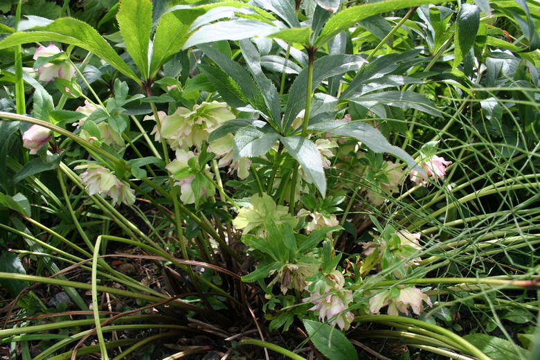 hellebore