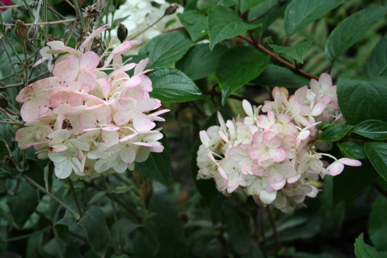 Hydrangea Vanille-Fraise