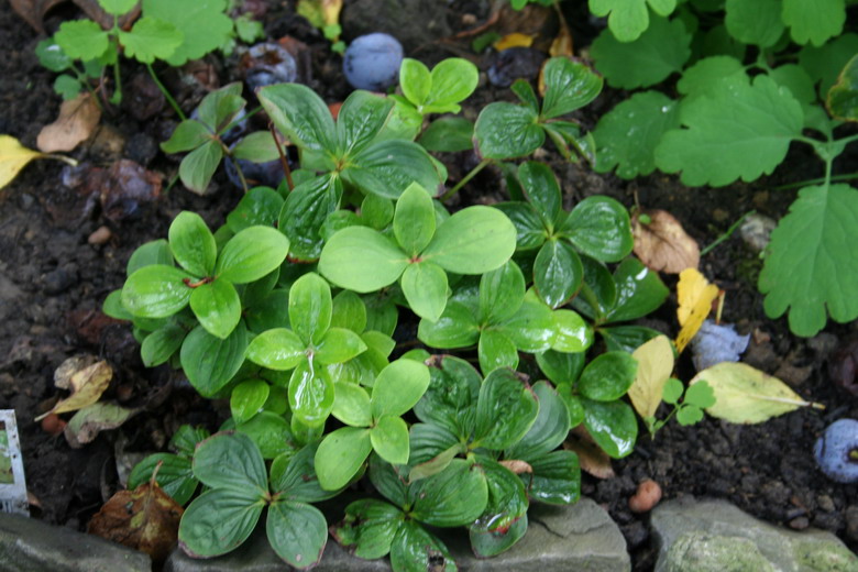 cornus canadensis