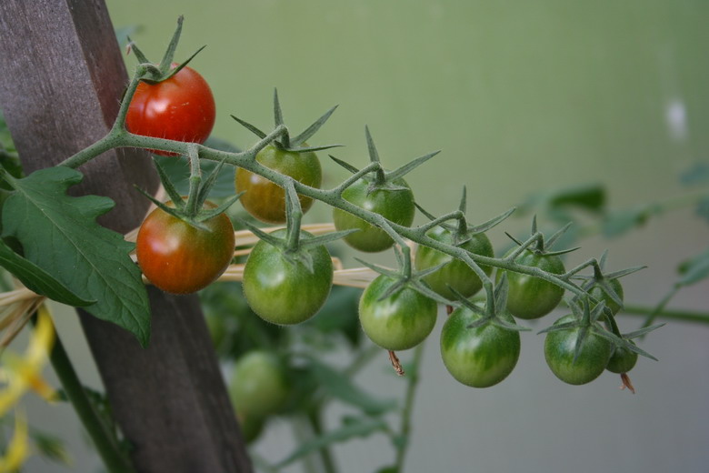 tomates