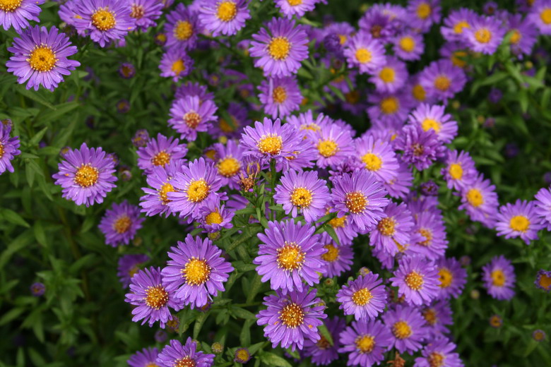 aster