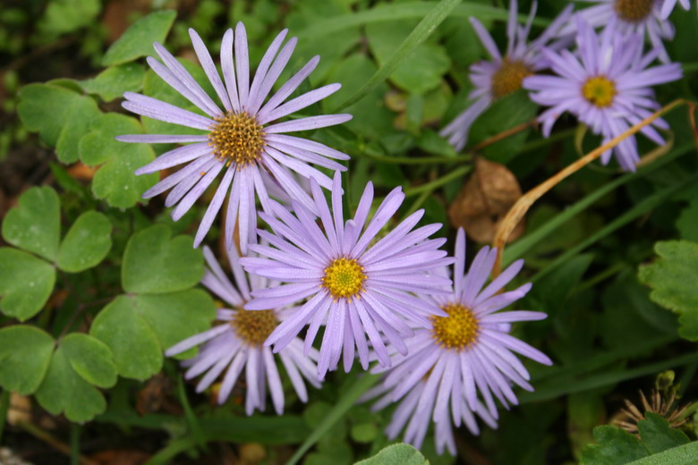 aster