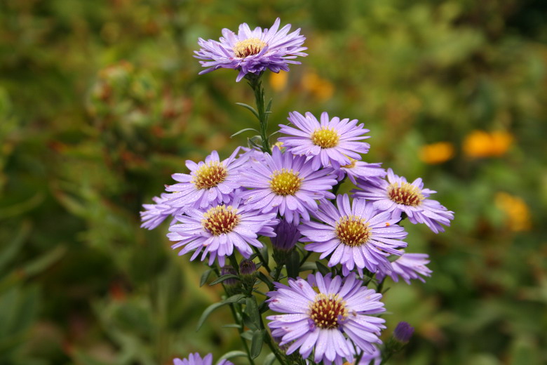 aster