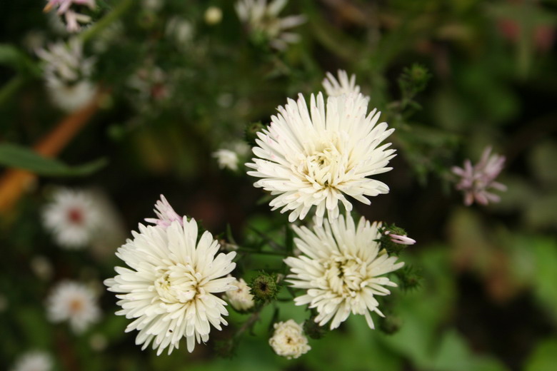 aster