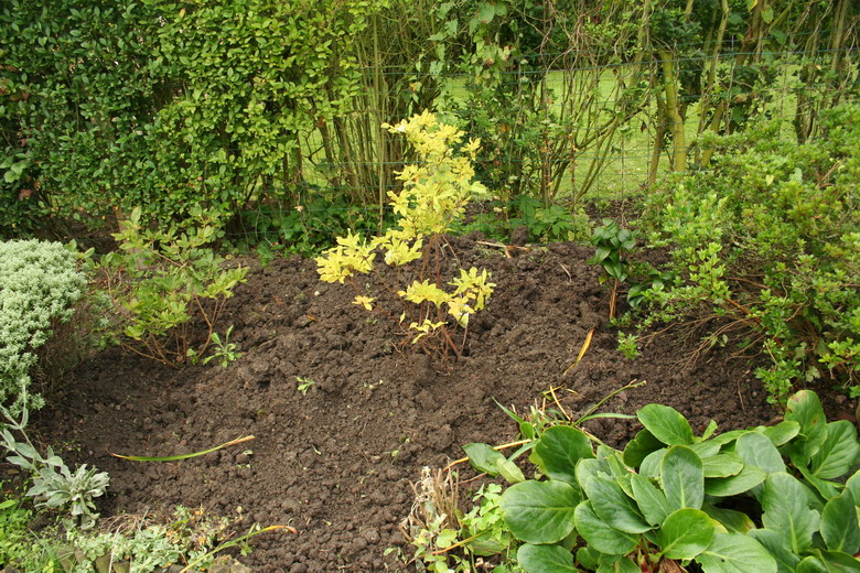 du forsythia aux azalées