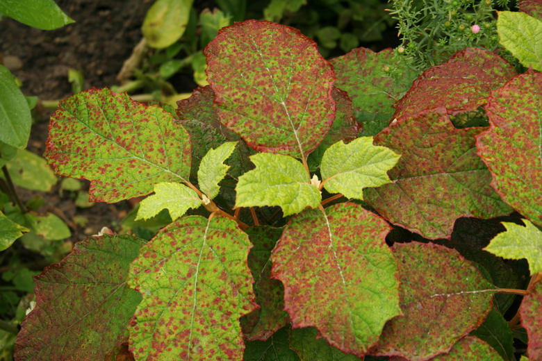 quercifolia