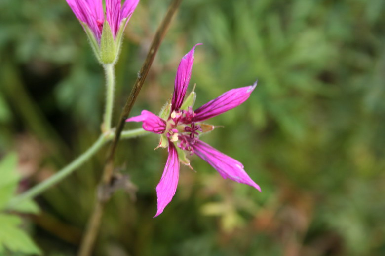 geranium