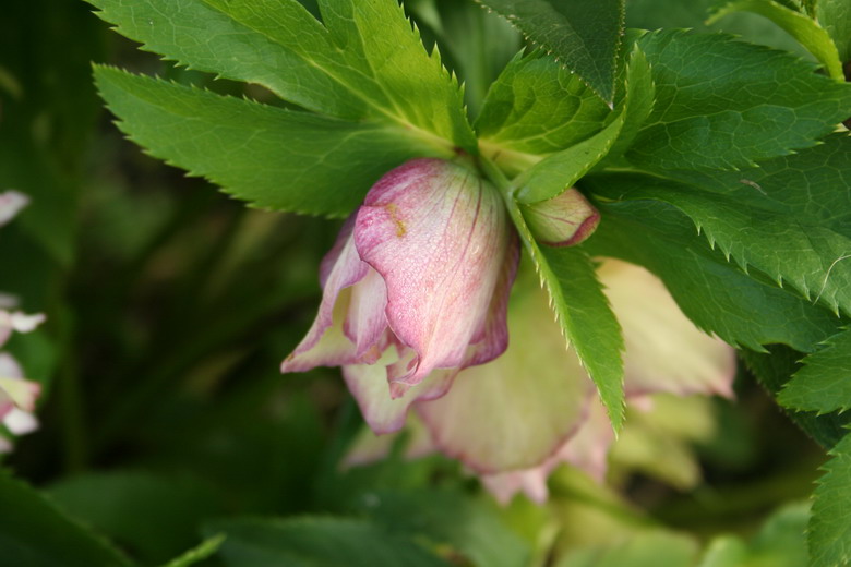 hellebore