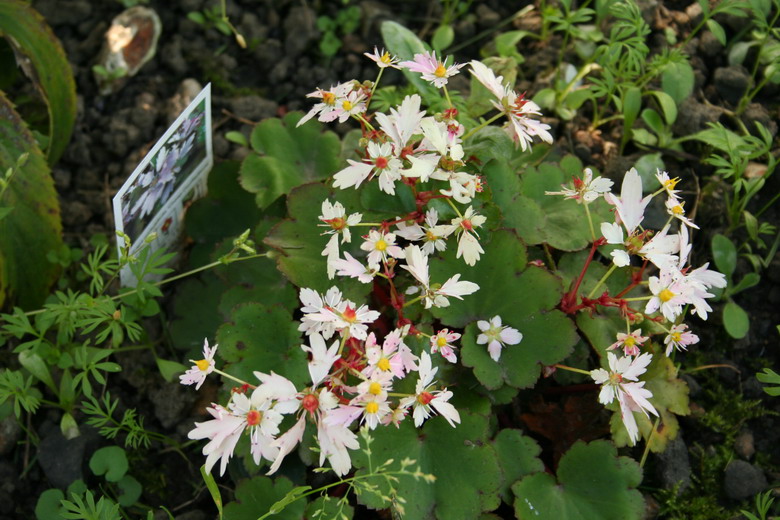 saxifrage