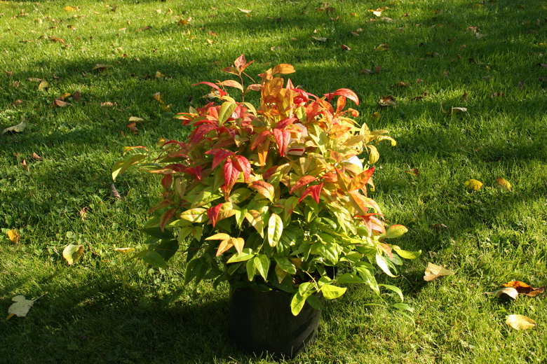 Nandina