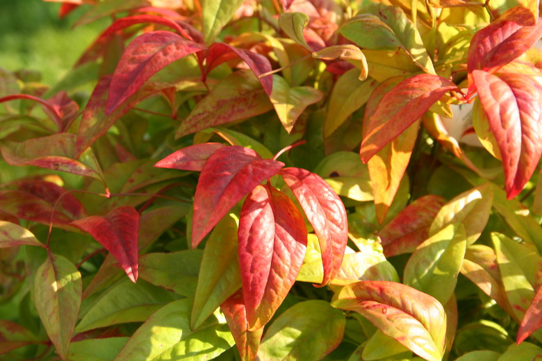 nandina