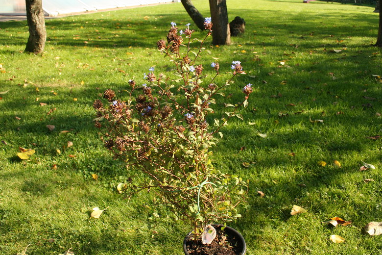 Ceratostigma