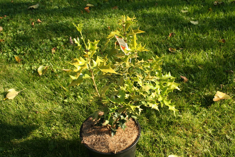 osmanthus