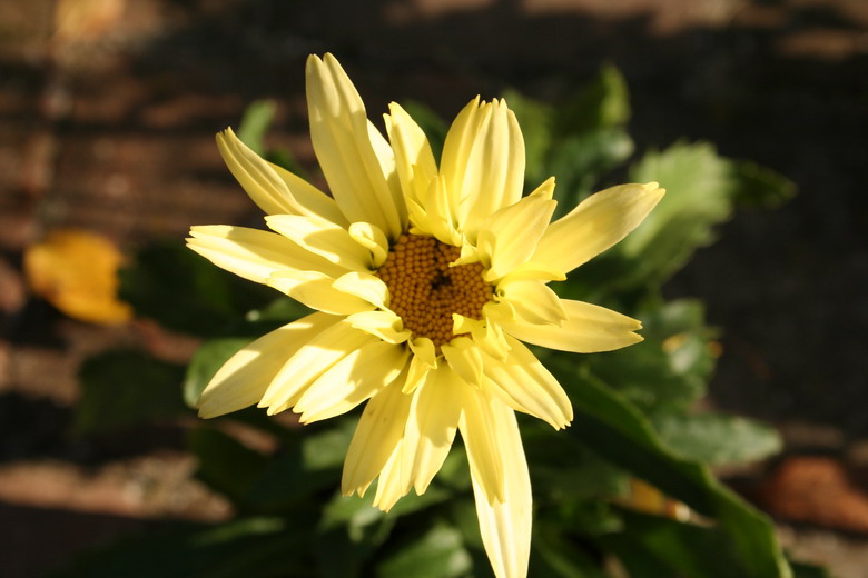 leucanthemum