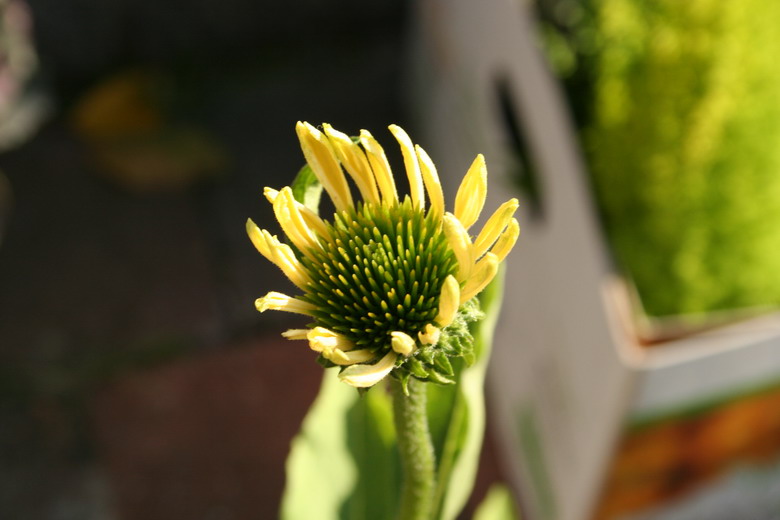 echinacea  "sunrise"