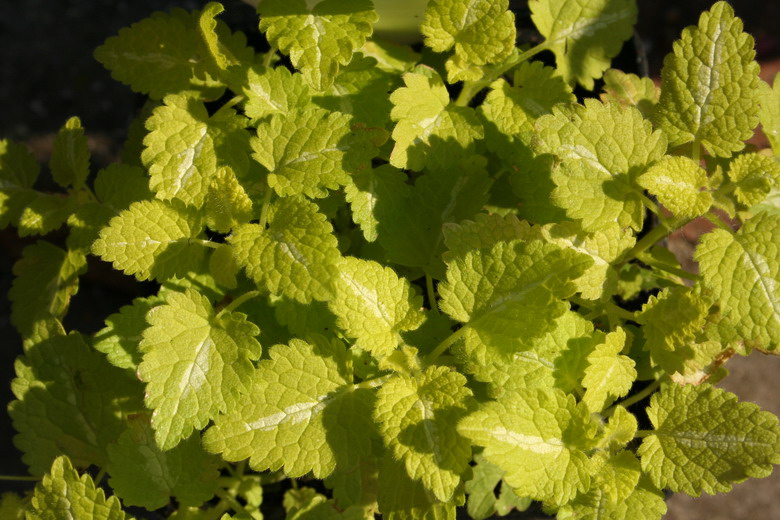 lamium