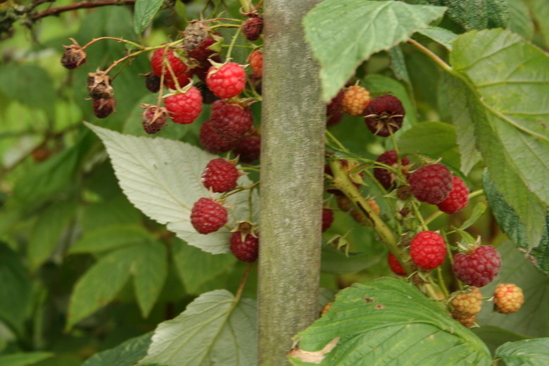 framboises