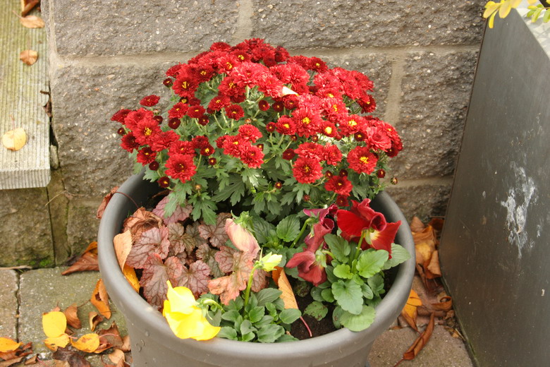 potée de chrysanthème