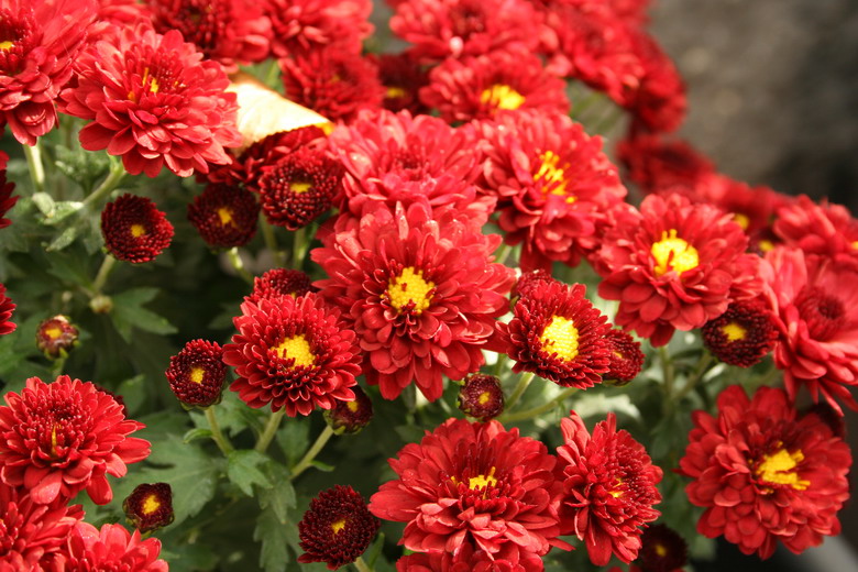 potée de chrysanthème