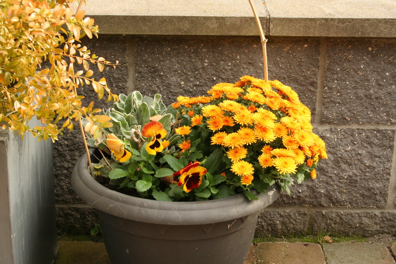 potée de chrysanthème