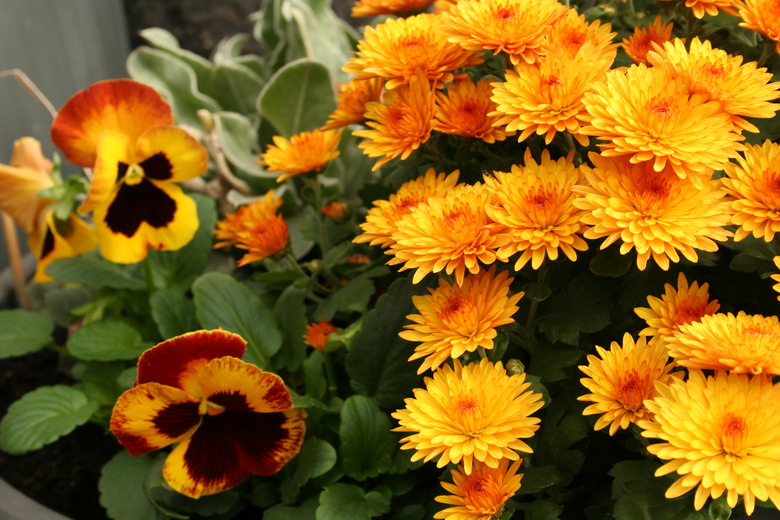 potée de chrysanthème