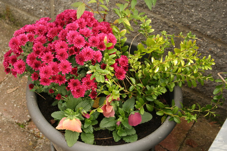 potée de chrysanthème