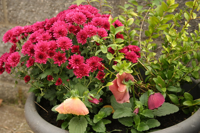 potée de chrysanthème