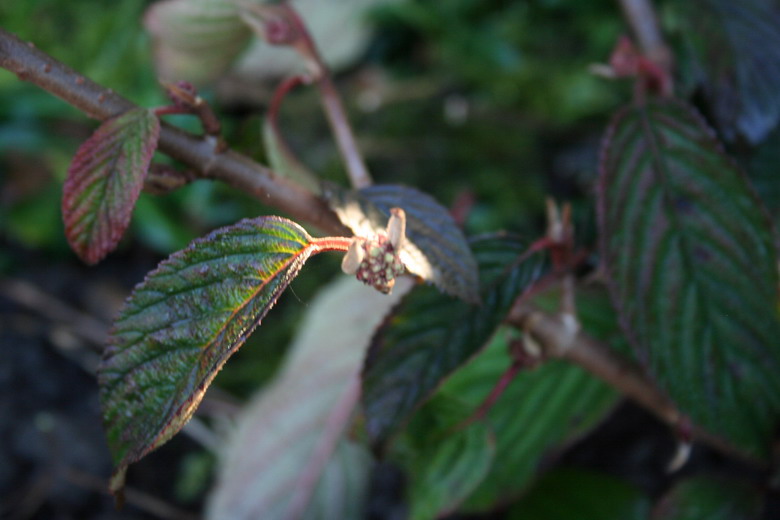 viburnum