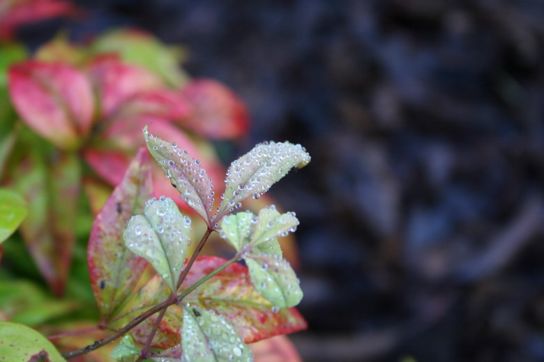 nandina domestica