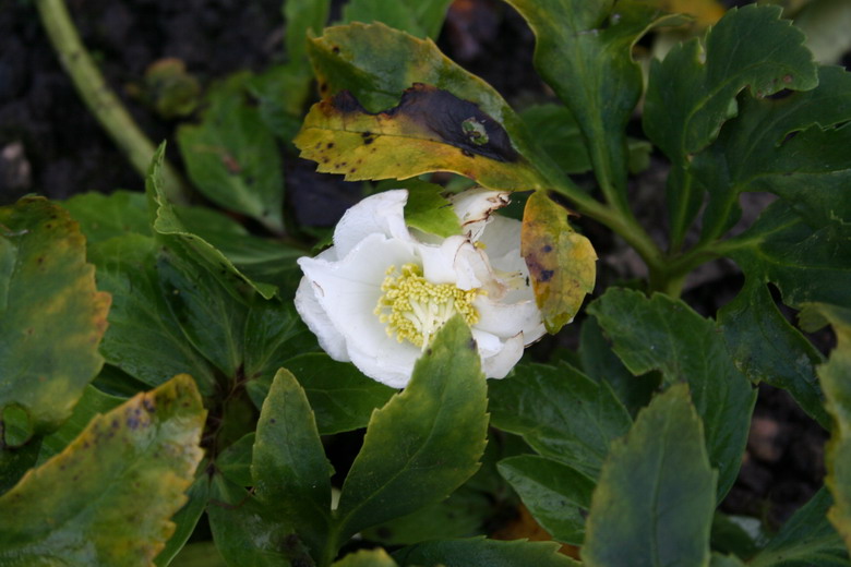 hellebore