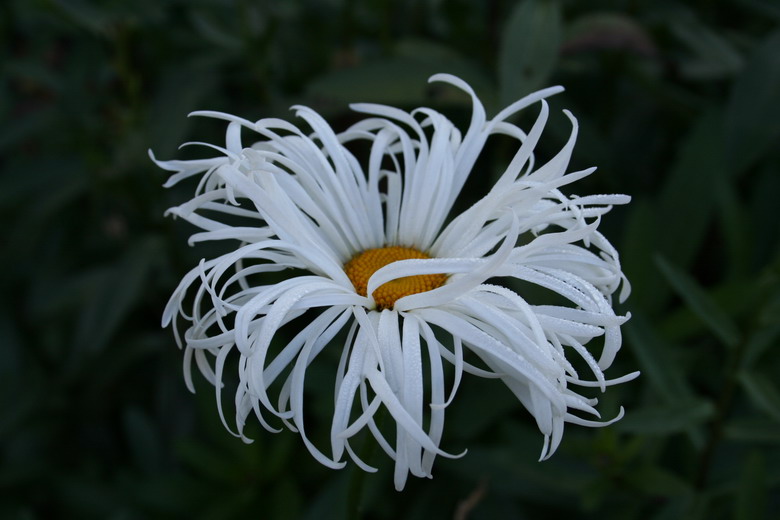 leucanthemum