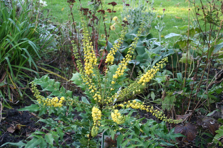 mahonia