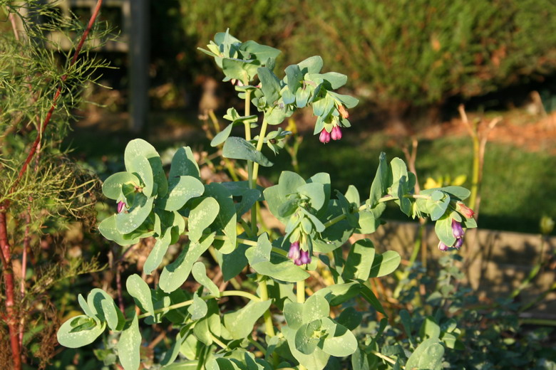 cerinthe