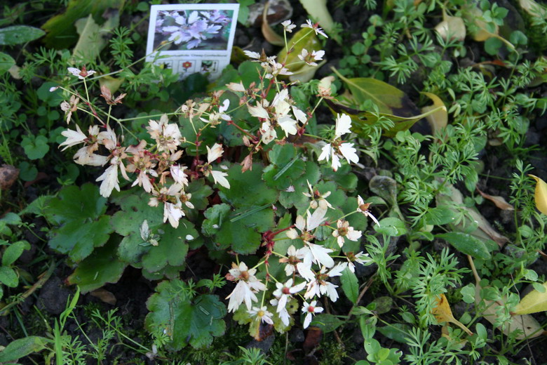 saxifrage