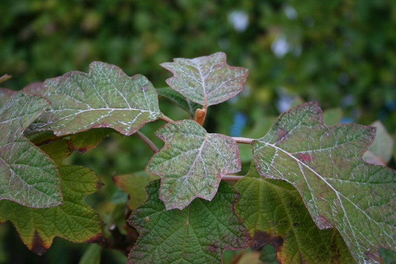 hydrangea quercifolia