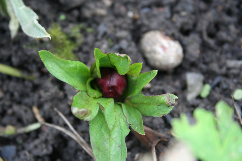 hellebore orientalis