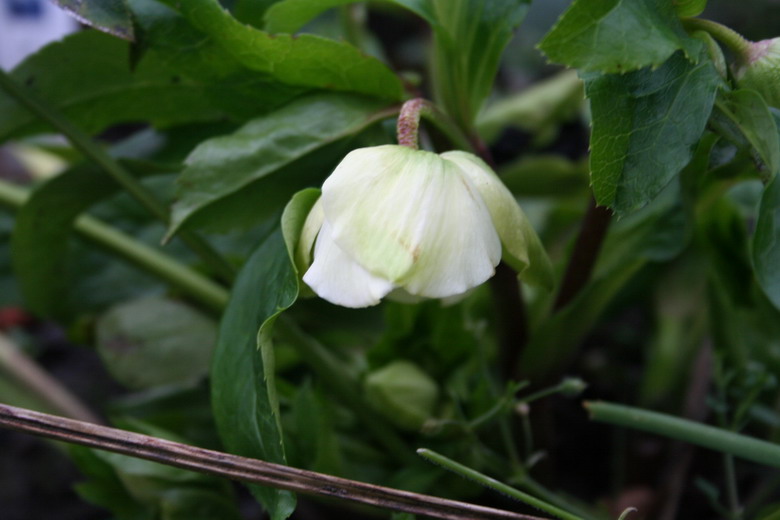 hellebore orientalis