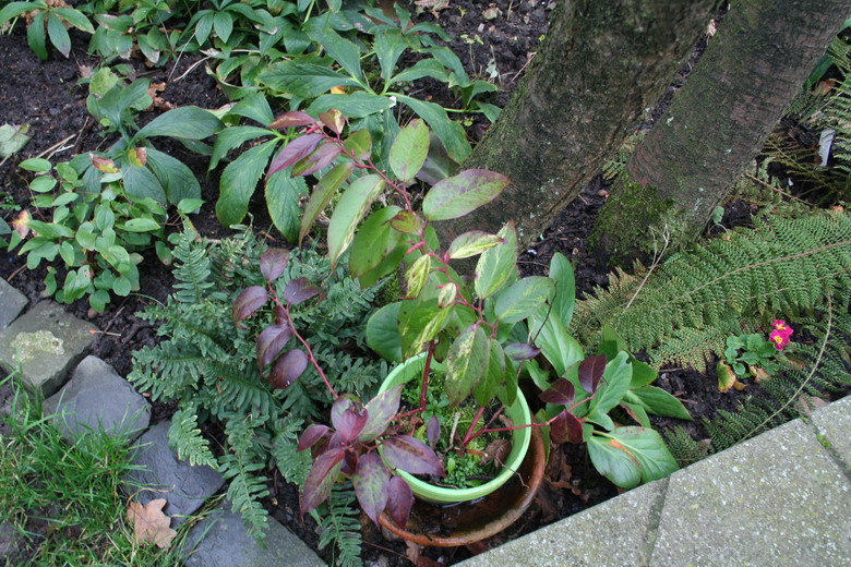 leucothoe