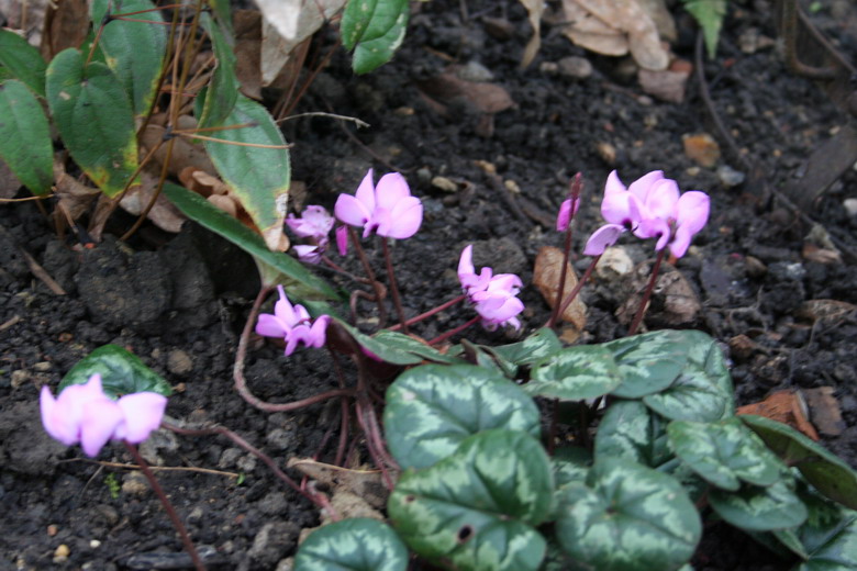 cyclamen